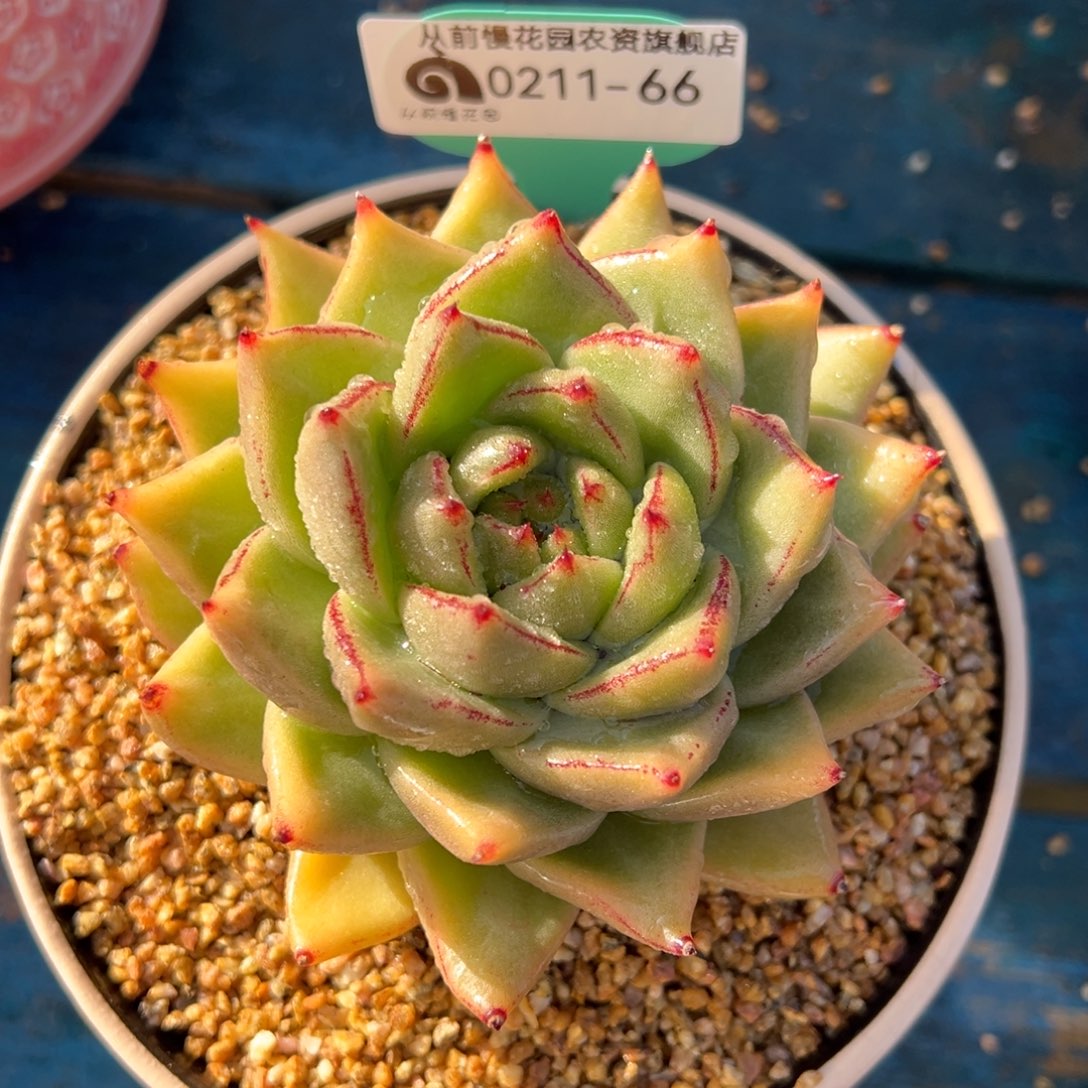 从前慢多肉精选编号0211.66