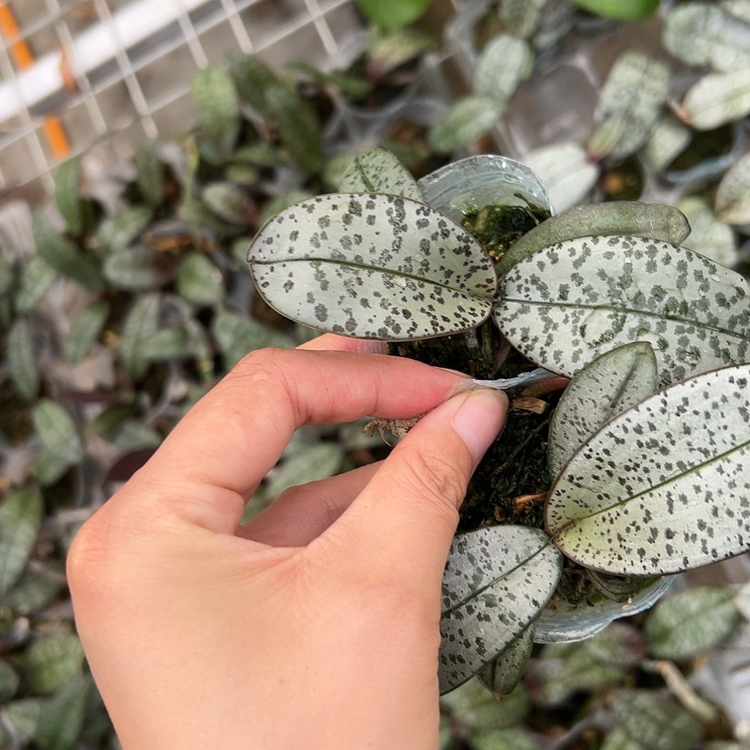 当前无花栽培后可以开花超银叶盲盒西1.7组合2棵