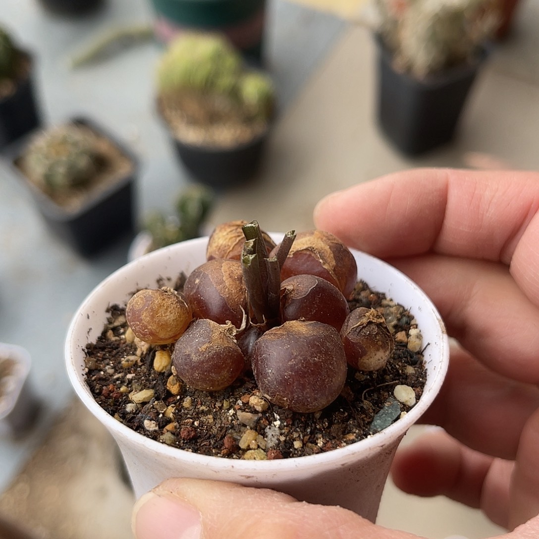 鹰爪百合一物一拍