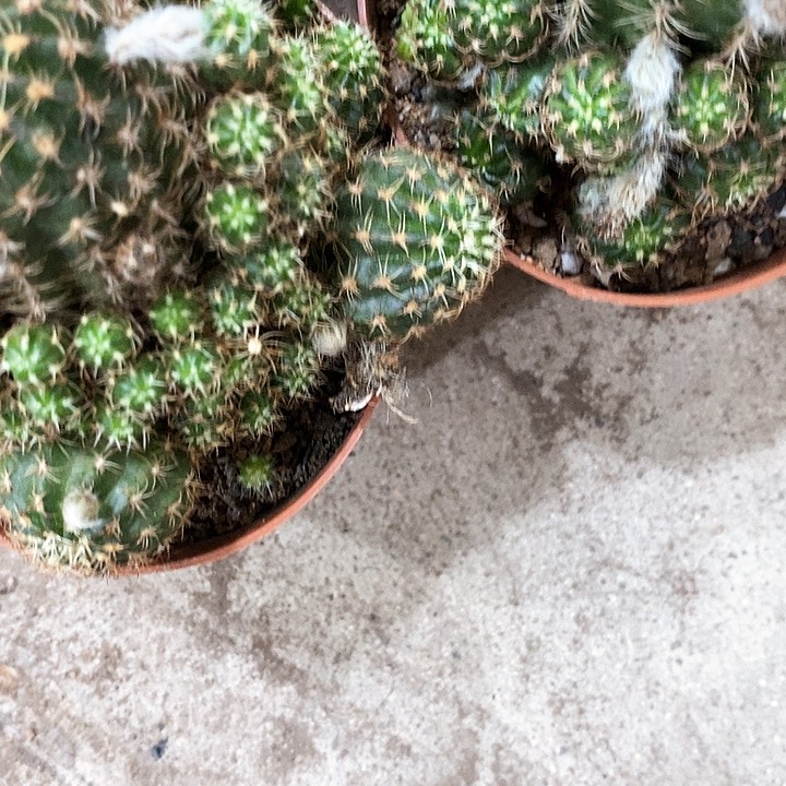 不知颜色丽花5公分左右36789