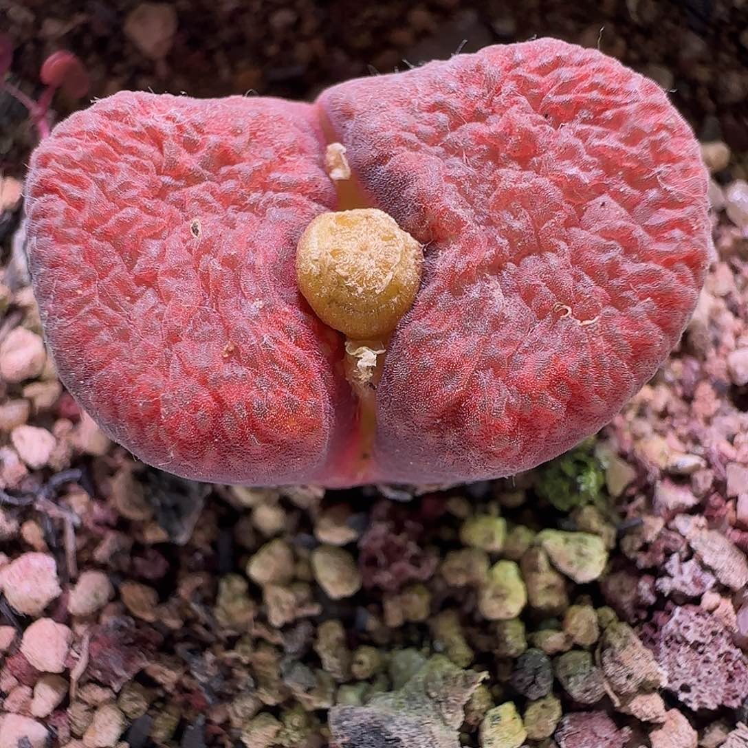 大降价福利来啦599