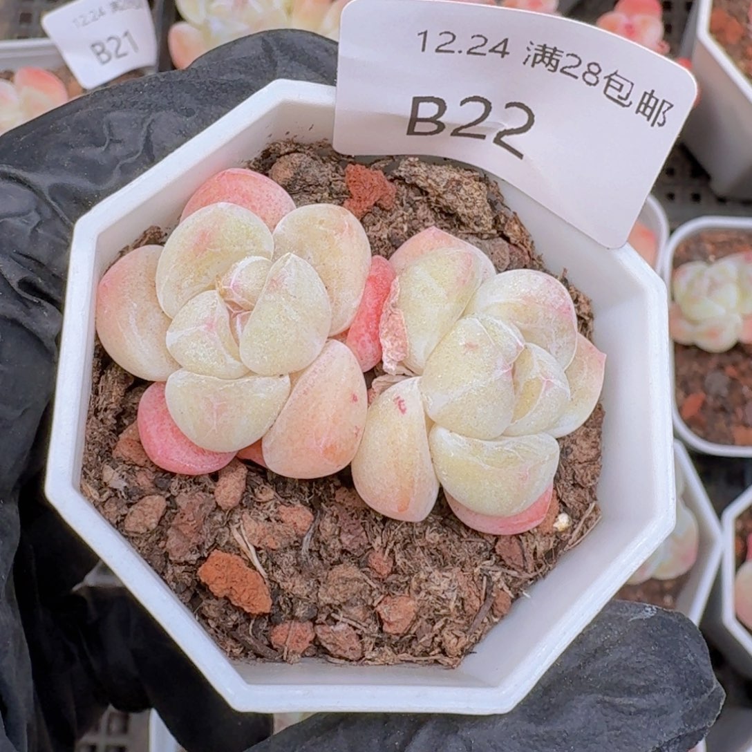 杆子冰玉一颗双头带盆带土