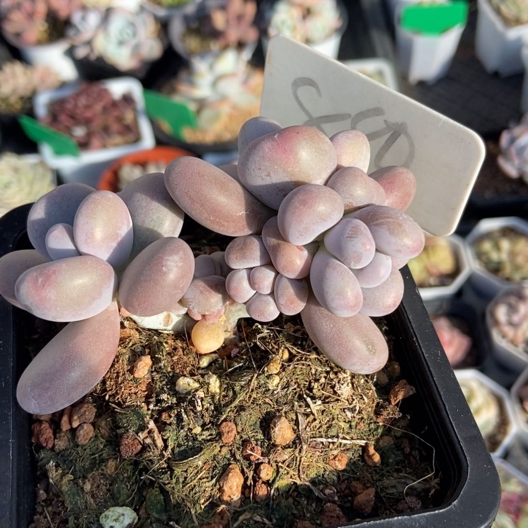 880鸡蛋美人多肉植物