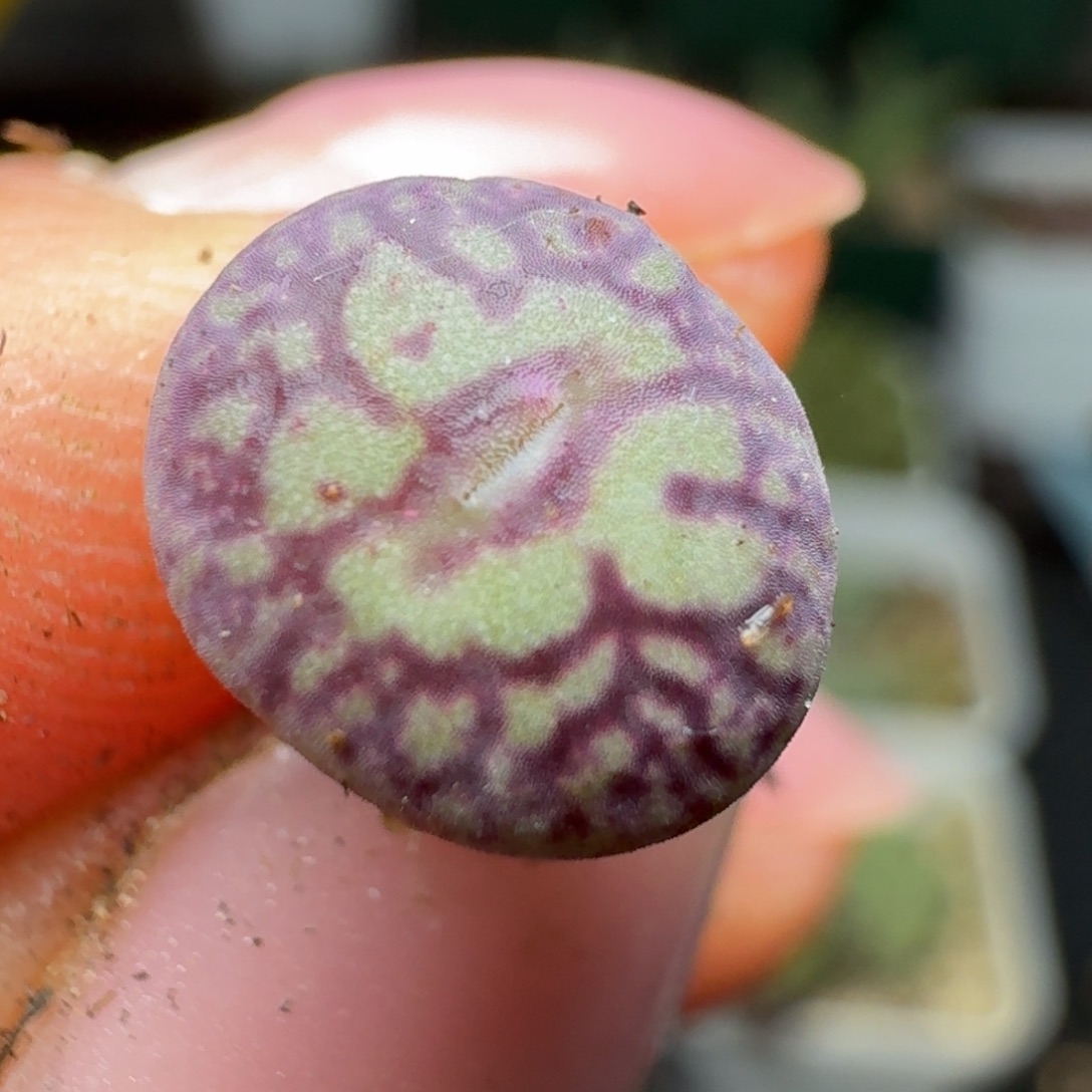 247一颗000000000000