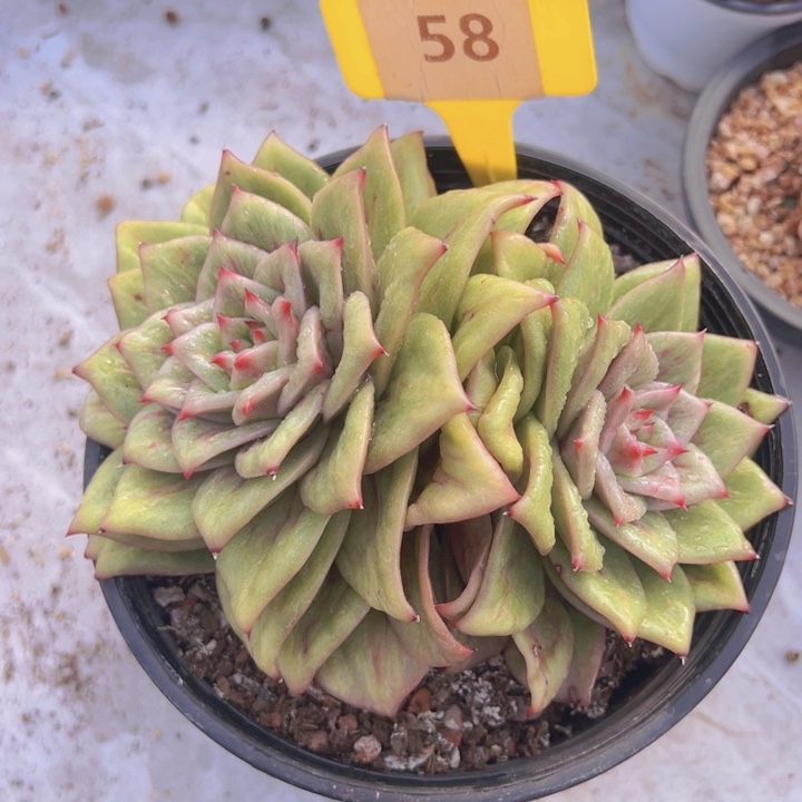 ，健健康康平平安安