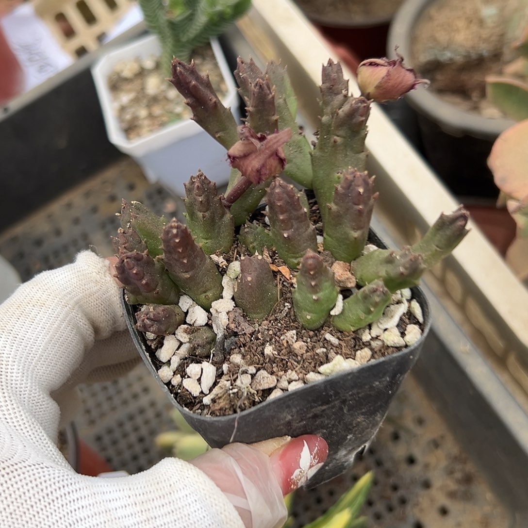 多肉植物红斑犀牛角