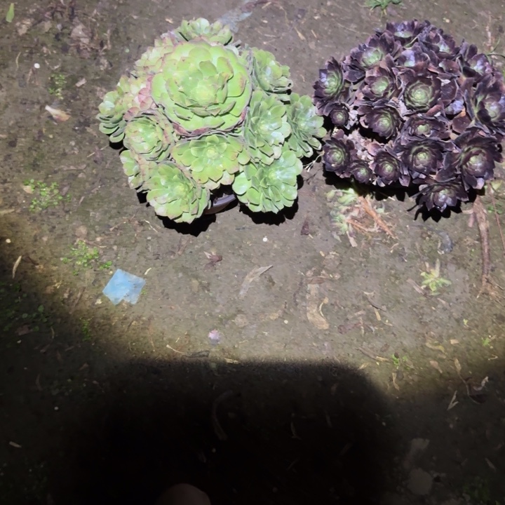 一单包邮不包侧枝84