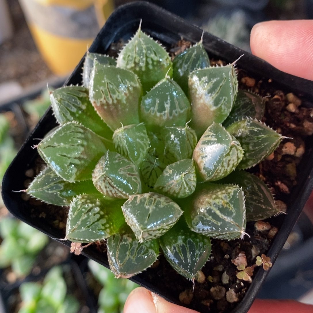 楼兰一颗 元旦福利