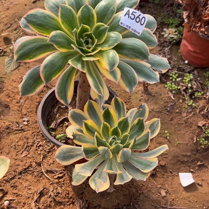 动***子灿烂2颗多肉植物560.