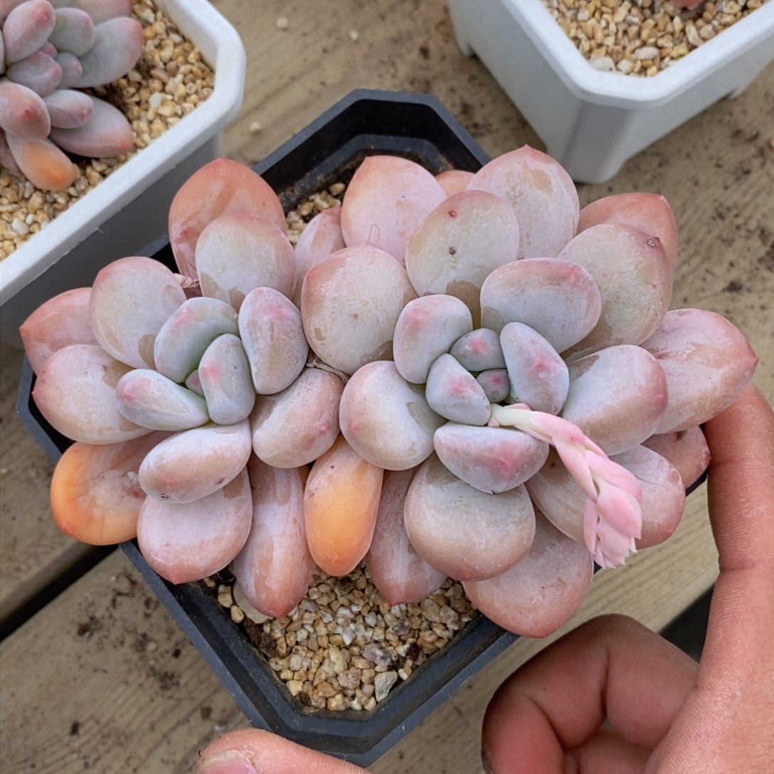 可问主播品种，下滑链接更多品种多肉选择