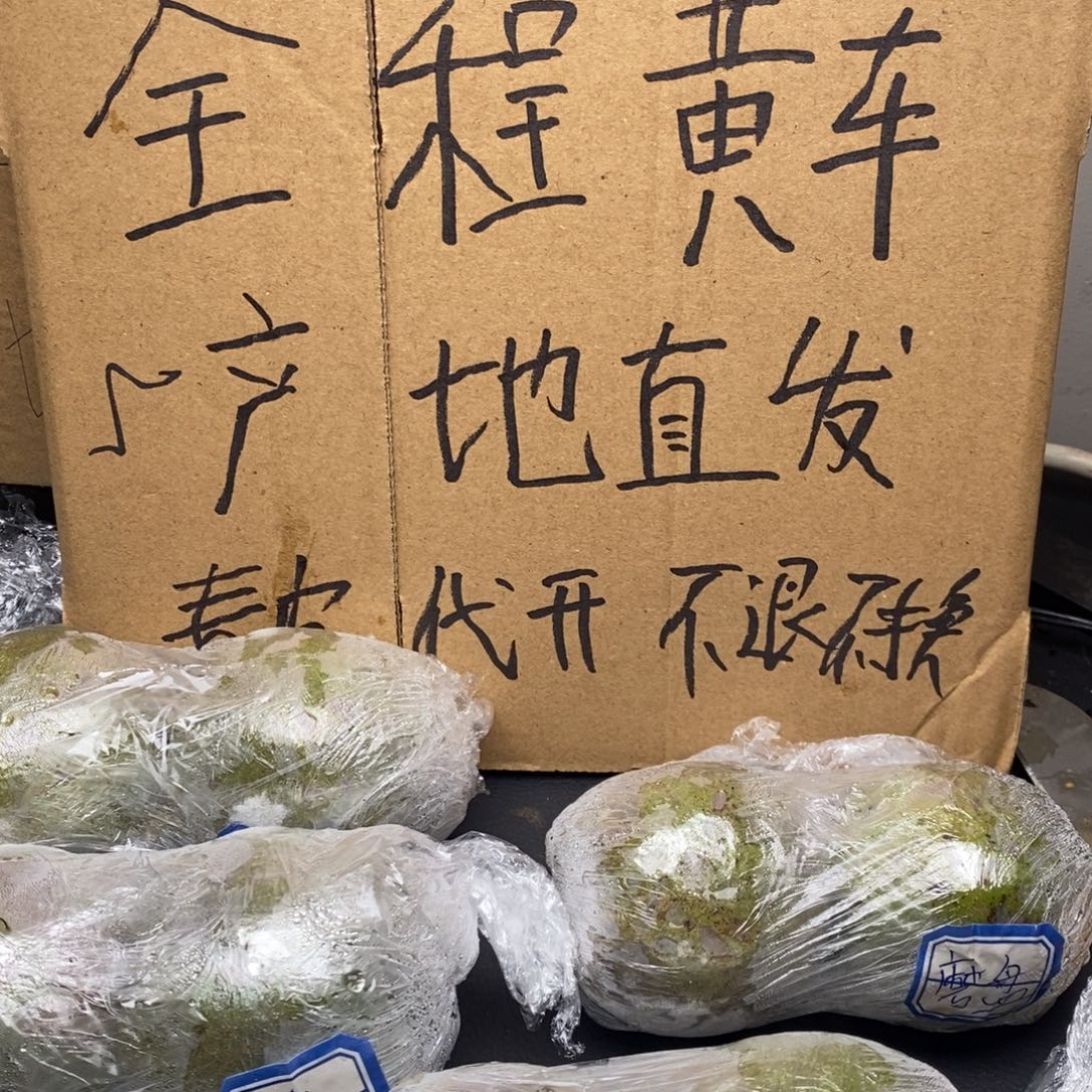 zwf产地直发白狮子2