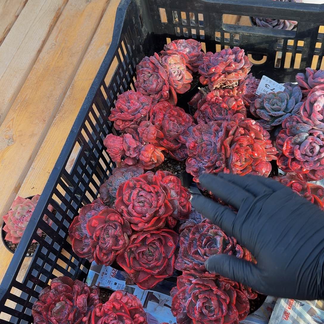 1130-73雨滴锦三头