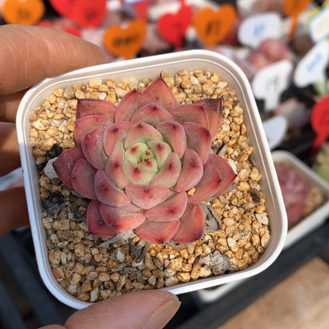 精品多肉一物一拍不包整128