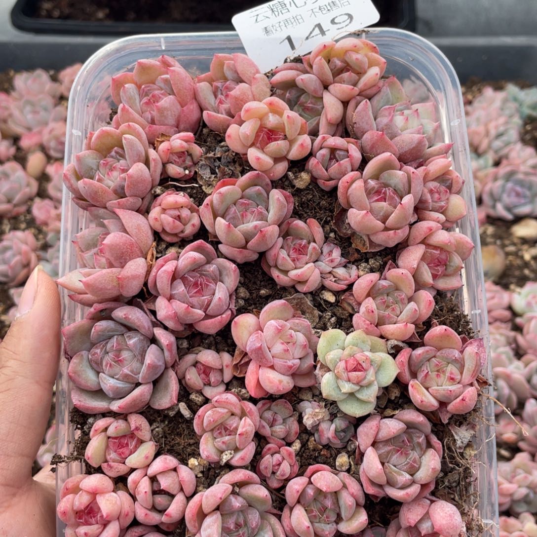 云糖心多肉植物149
