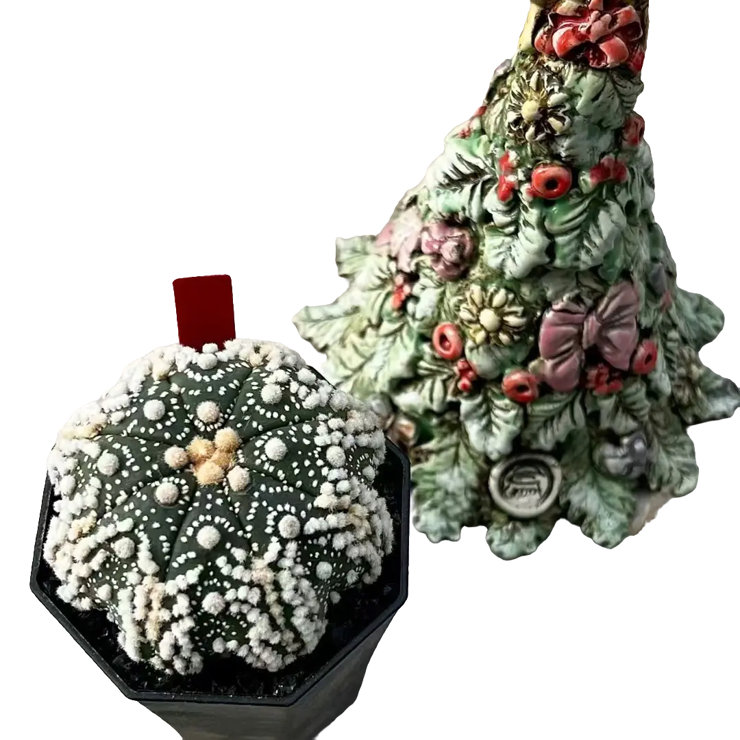 星兜球盲盒2件惊喜随机发货