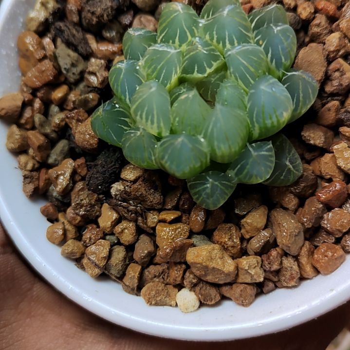 6号糊斑霓虹灯 4厘米左右一物一拍带盆