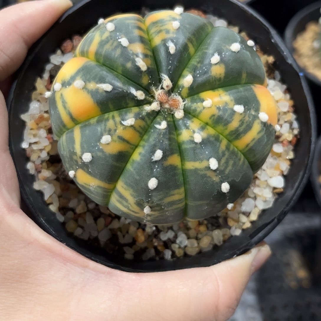 仙人球兜锦5公分左右