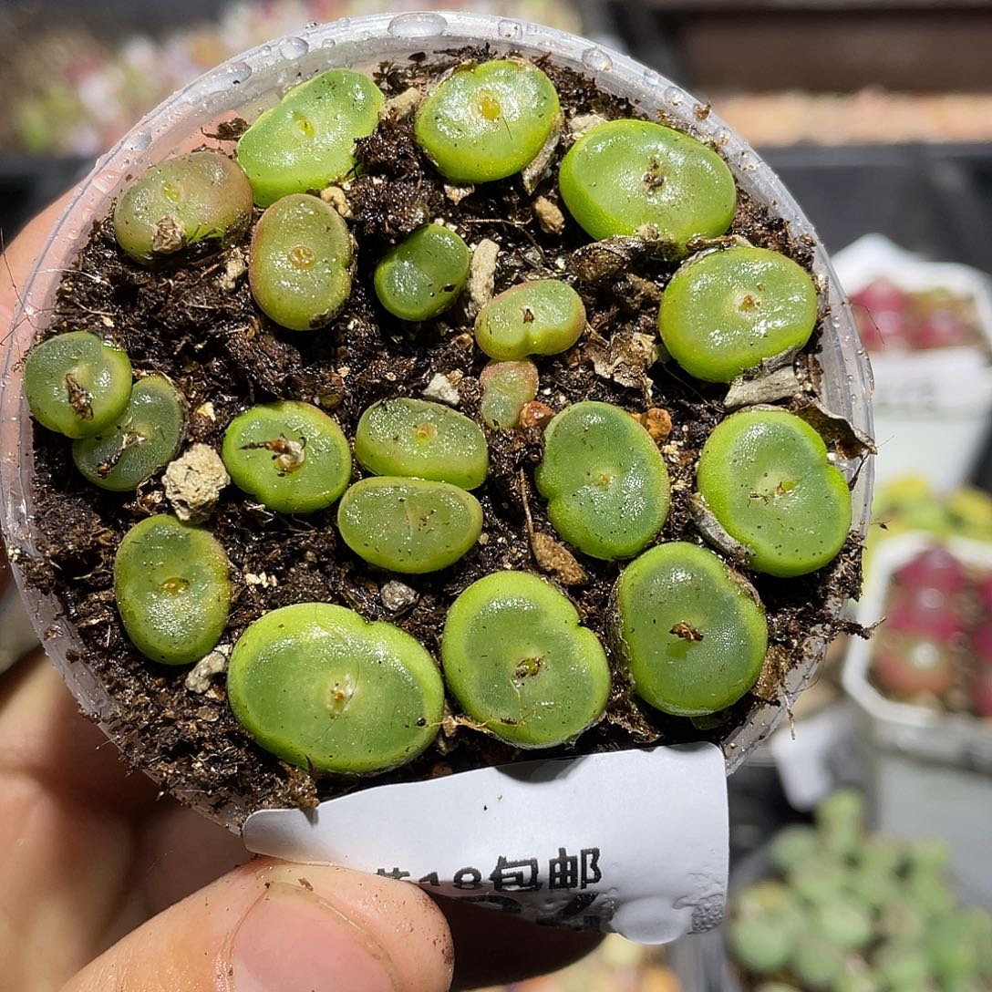 224当天凑满十八元包邮生石花