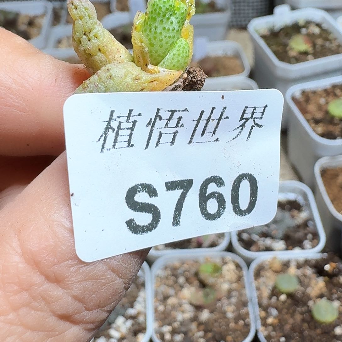 760号多肉植物哇c f