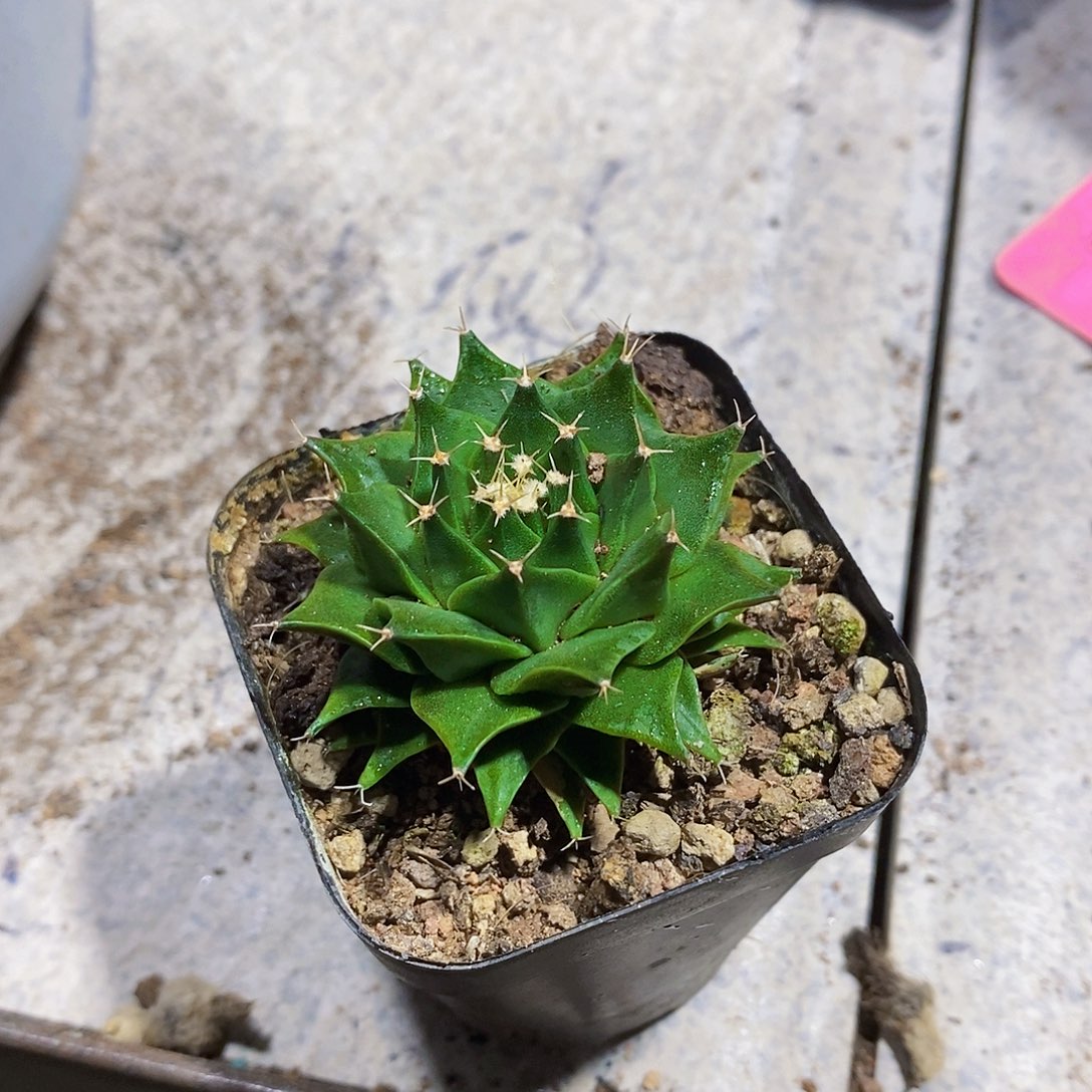 师生滴灌1111111111111个