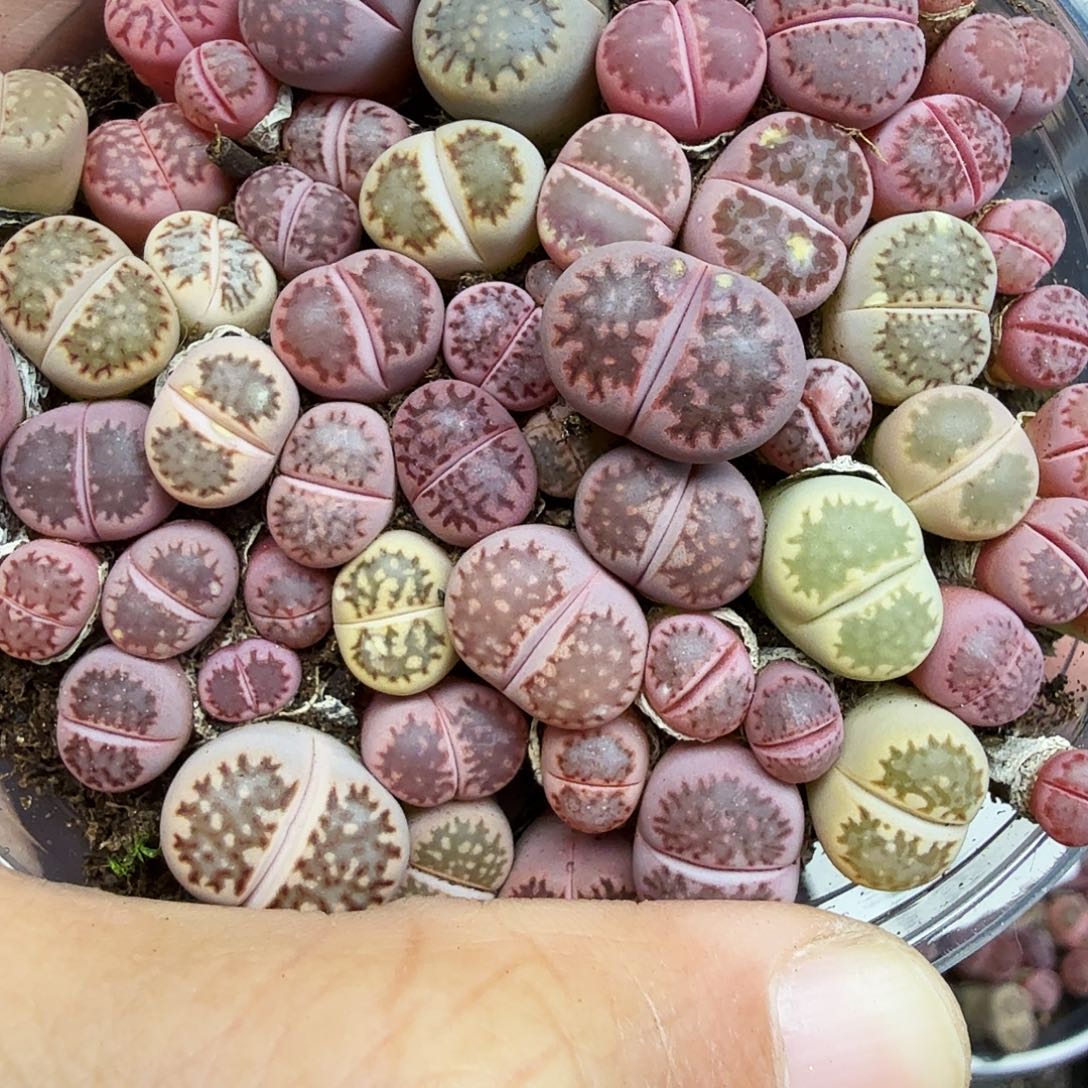 是一个充满生机盎然朝658不