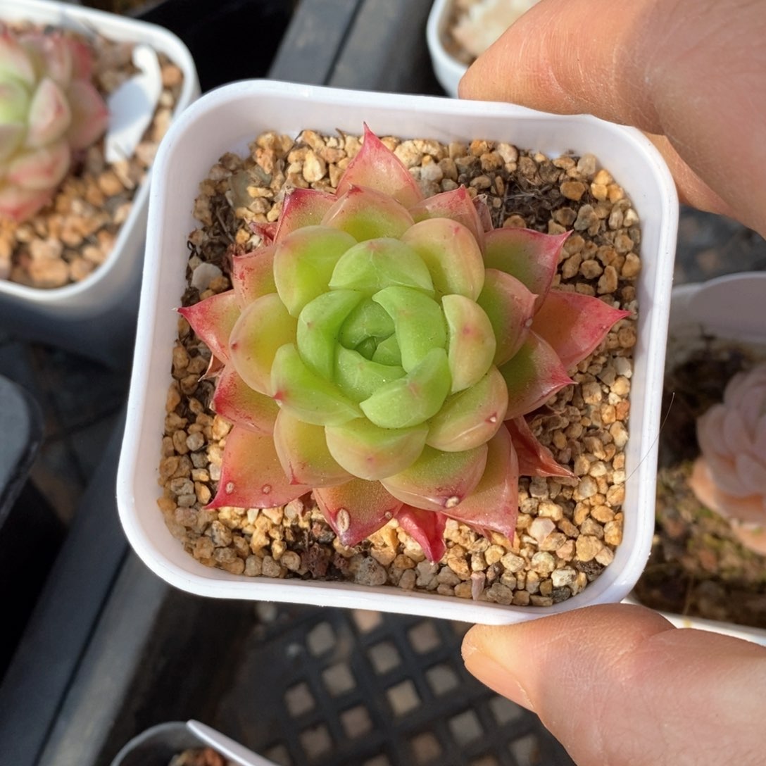 精品多肉一物一折不包整523