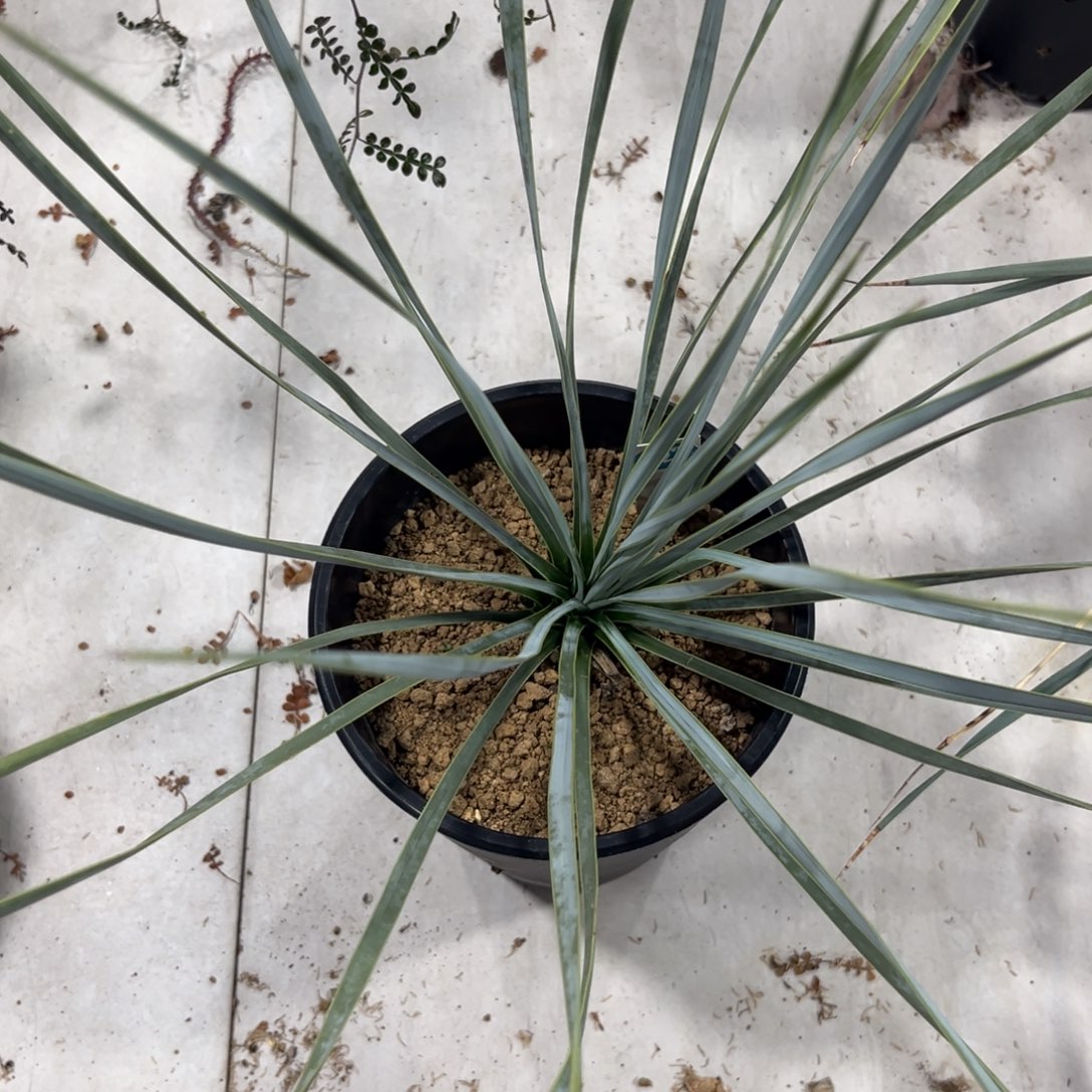 323实生稻草人带盆带土发货