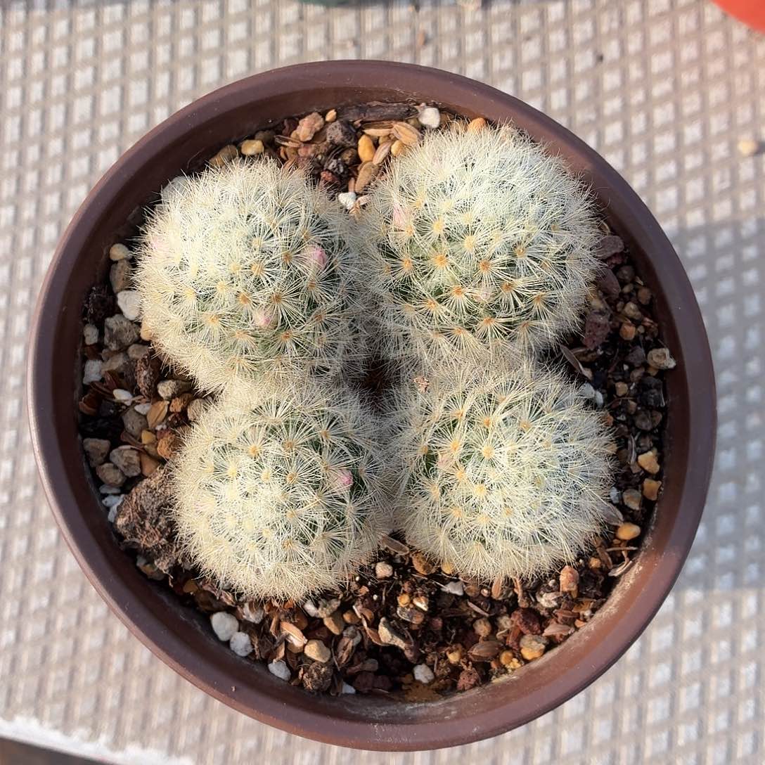 清***色无花朵多头嘉汶丸！！！！