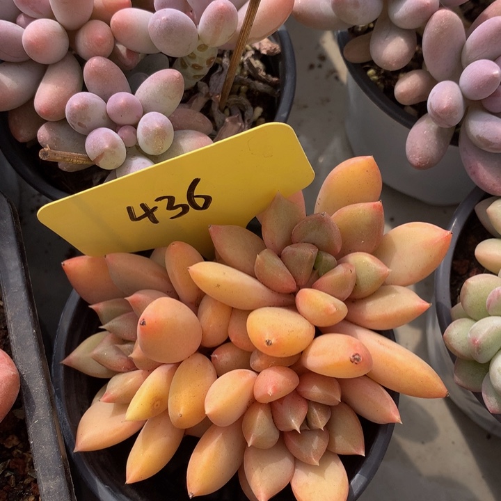 多日子黑五62772277373