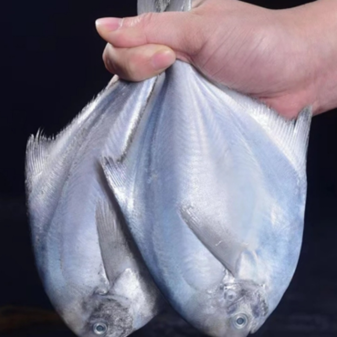 当季新货 冷水海域银鲳鱼 肉肥刺少 500g/包 到手4大包