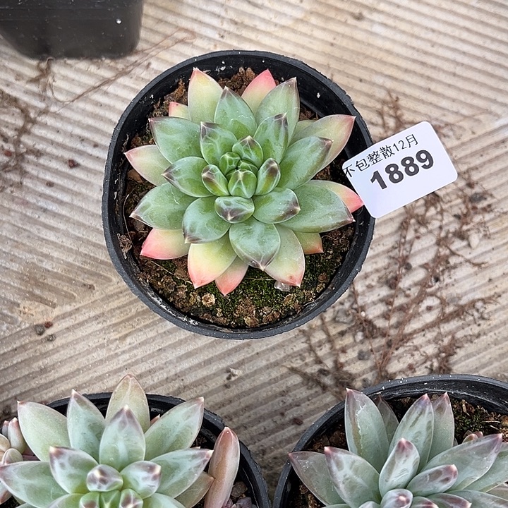 阿雅园艺。      1889