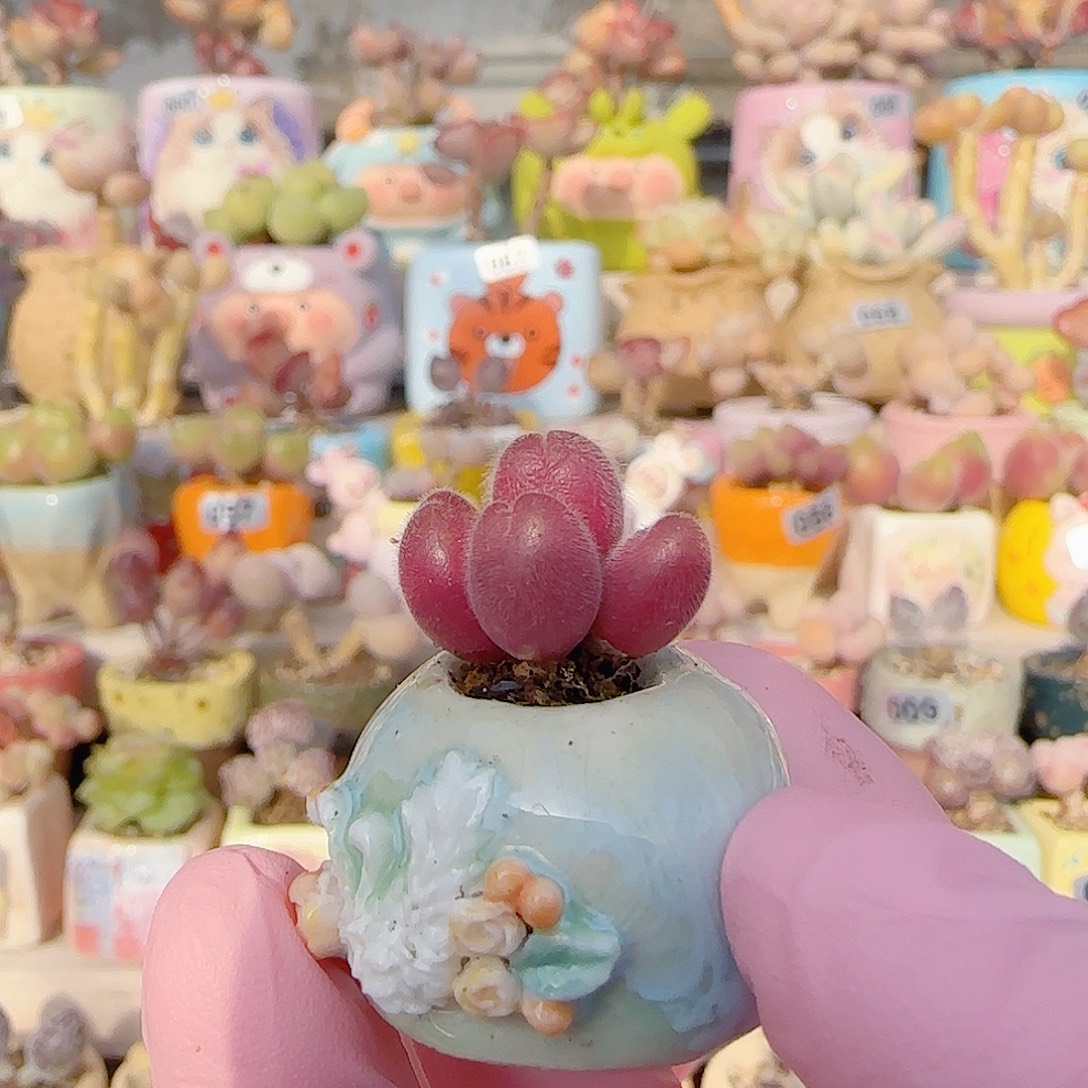 迷你粉红毛翠 盆口2cm