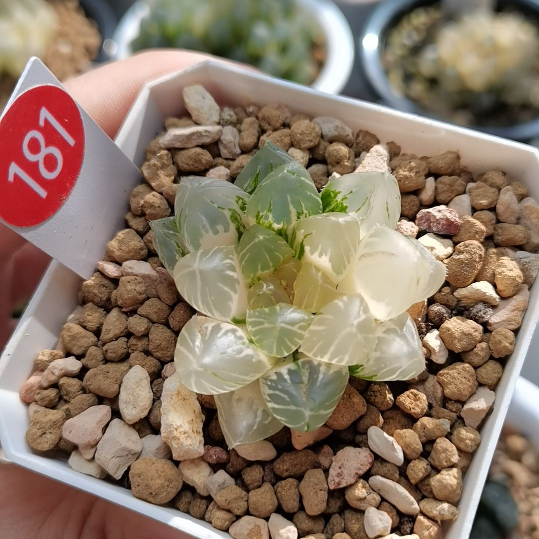 181号OM玉露锦一物一拍带盆土发货