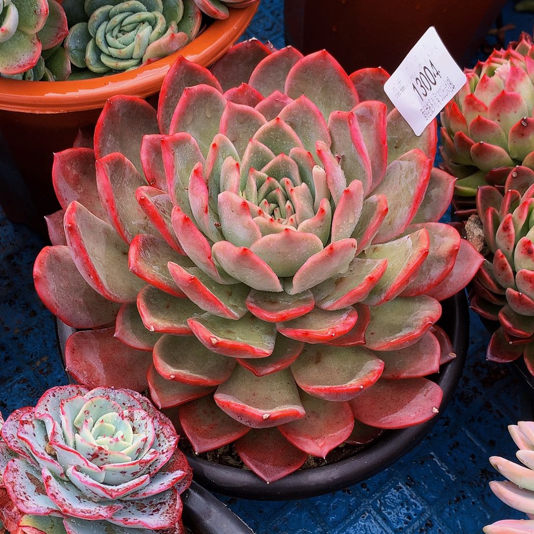 *****赫菲杂13004多肉多肉