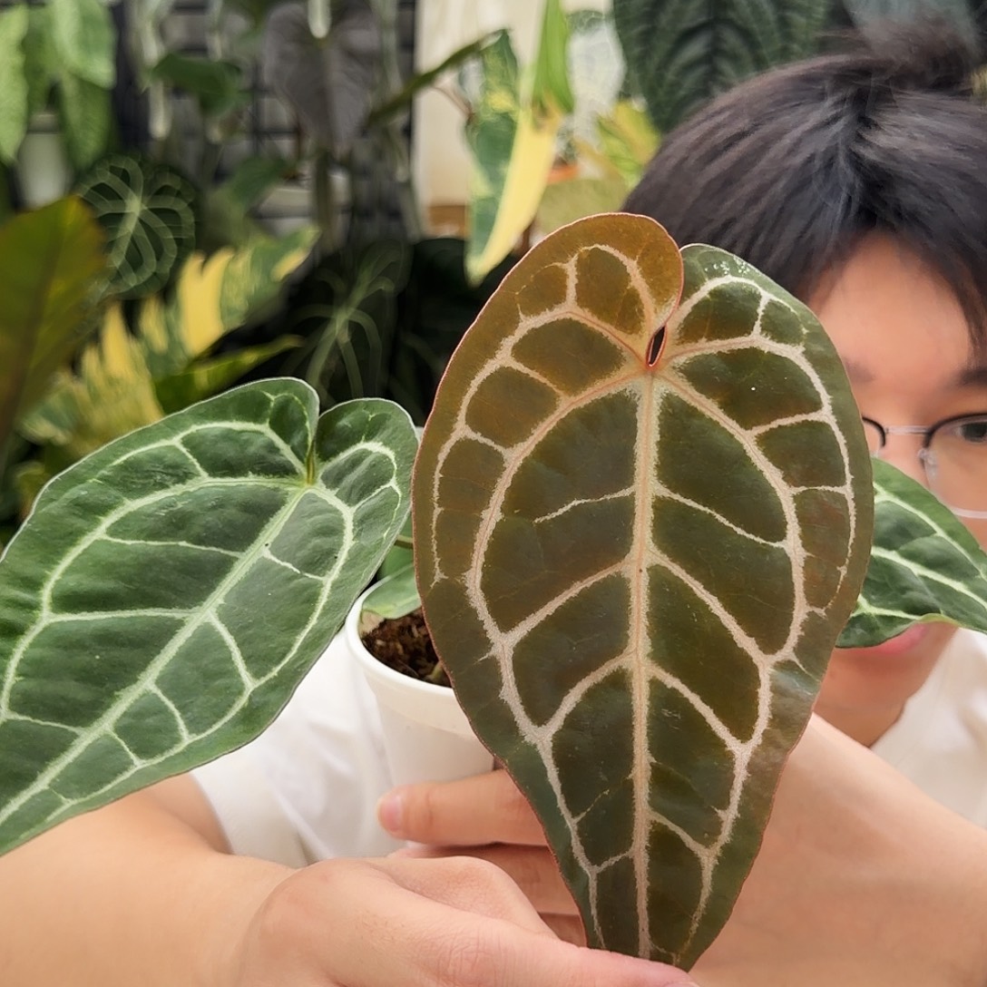 完全开放Q83神奇男孩杂黑水晶