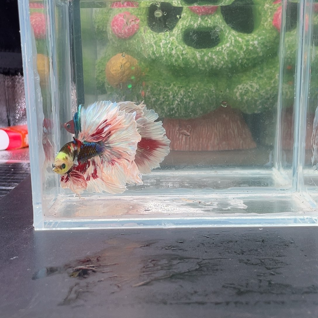 斗鱼8号1230晚彩金巴龙塞
