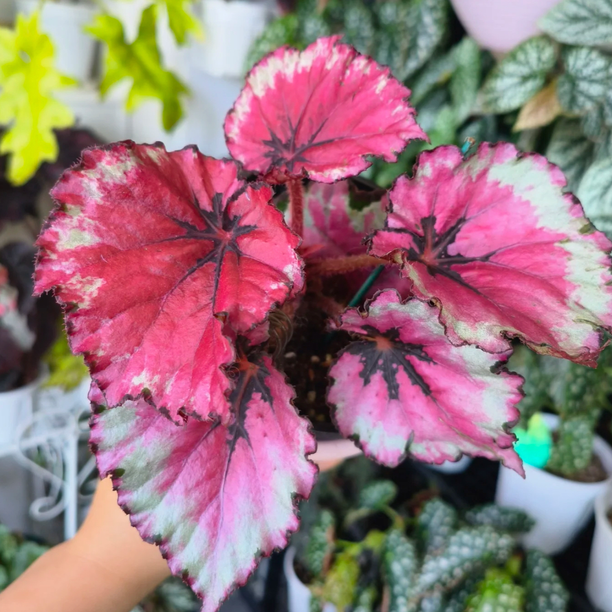 【晚秋霞·秋海棠】盆栽趣味家居植物