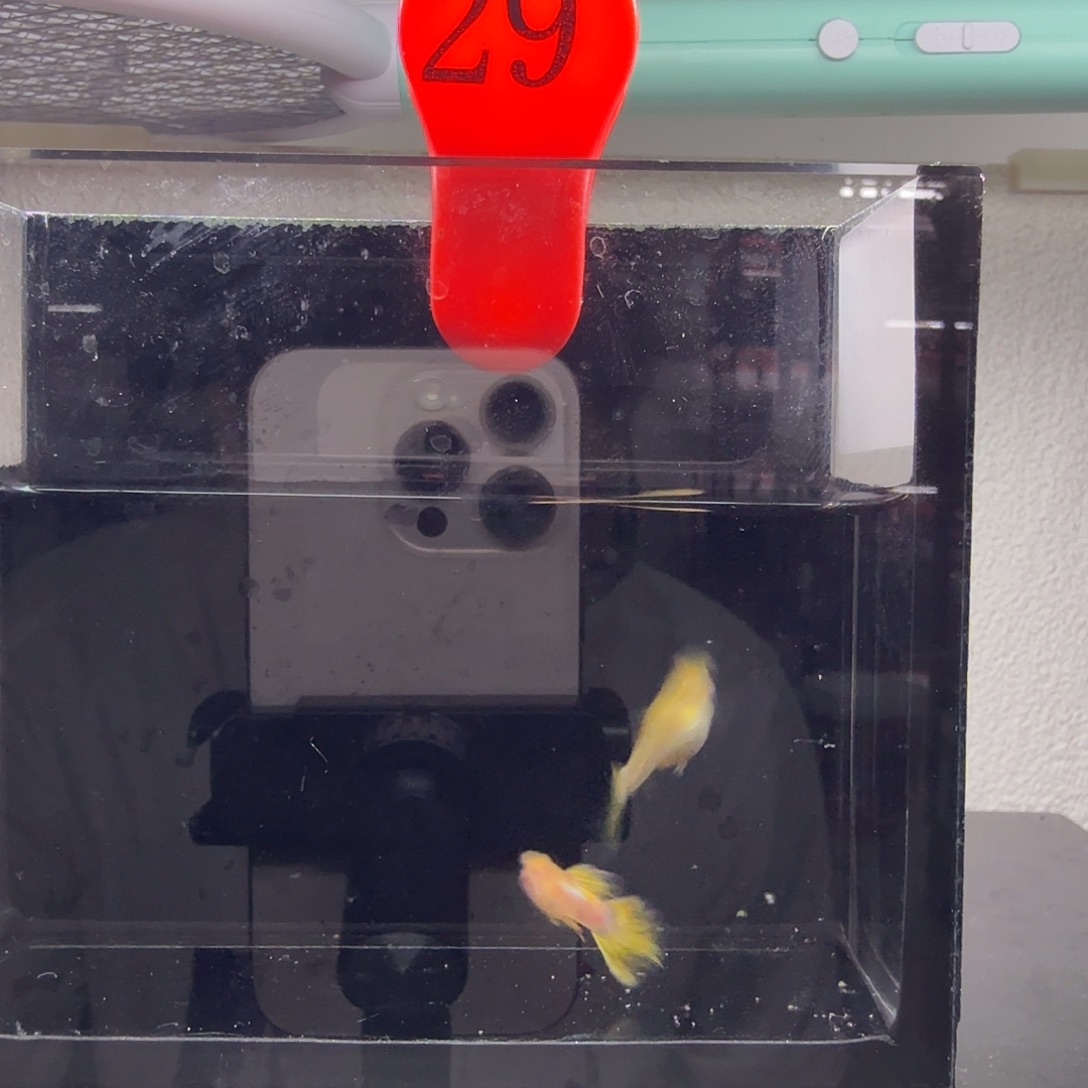 孔雀鱼玻璃猫孔雀鱼29