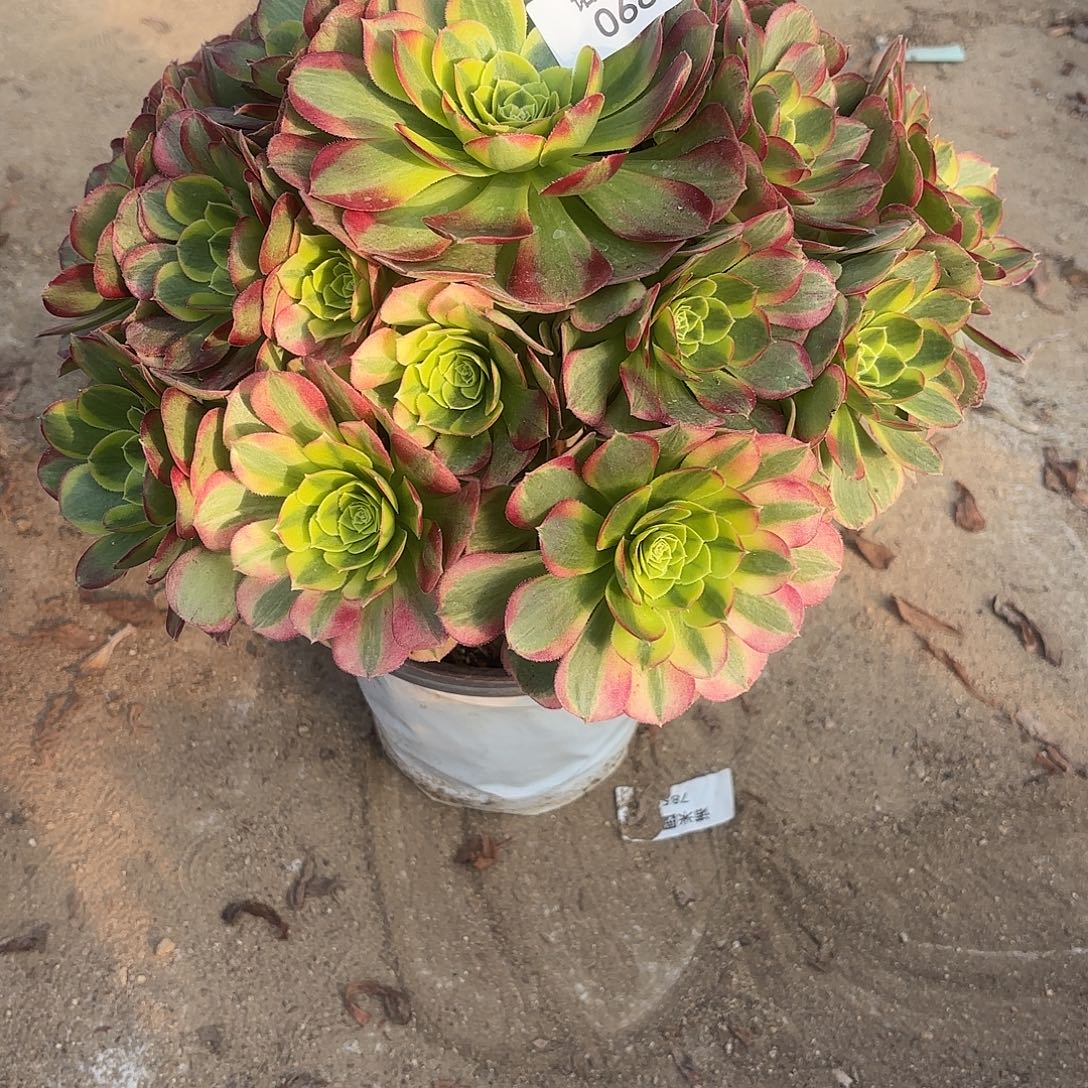 奶白多肉植物手捧686