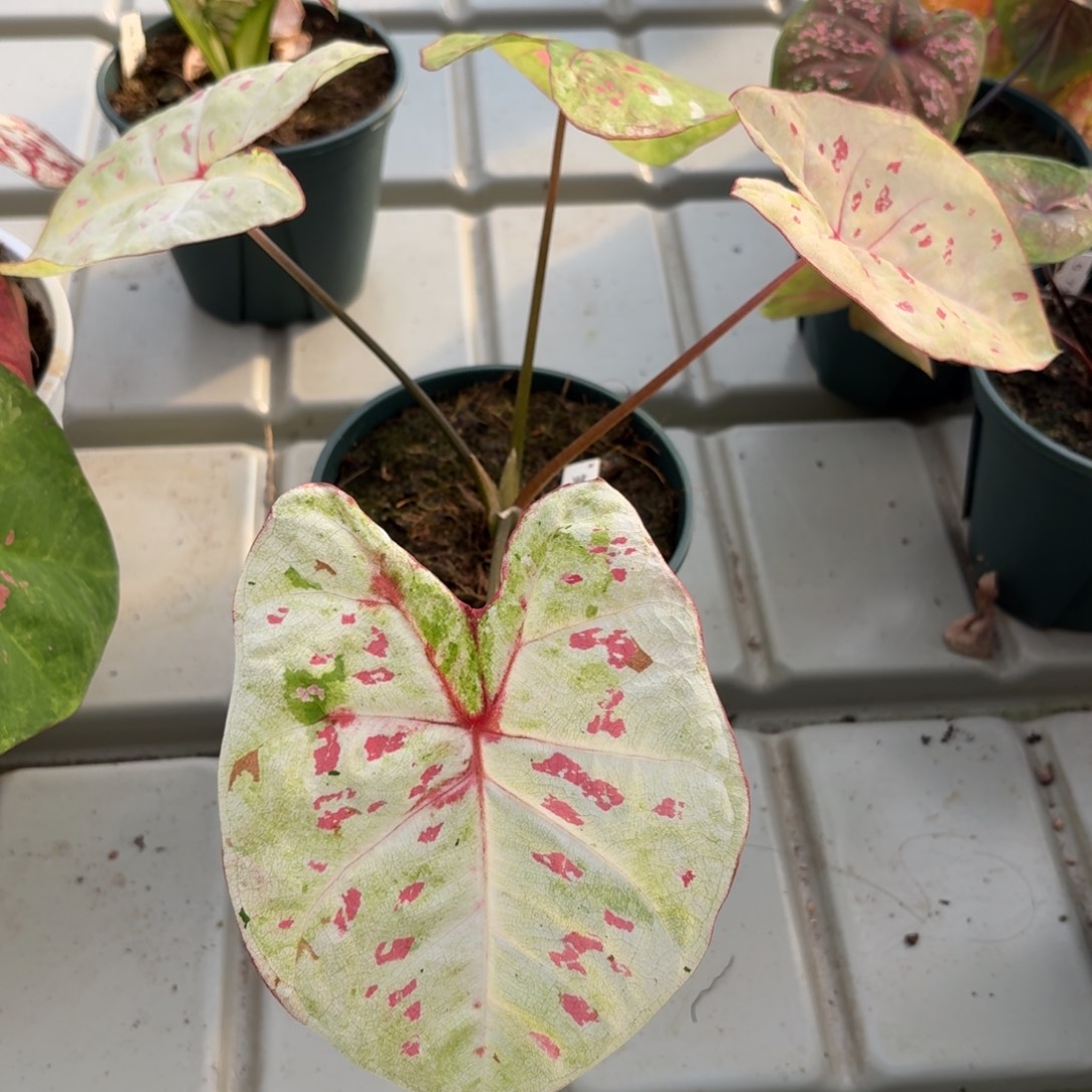 泰国彩叶芋14-1225