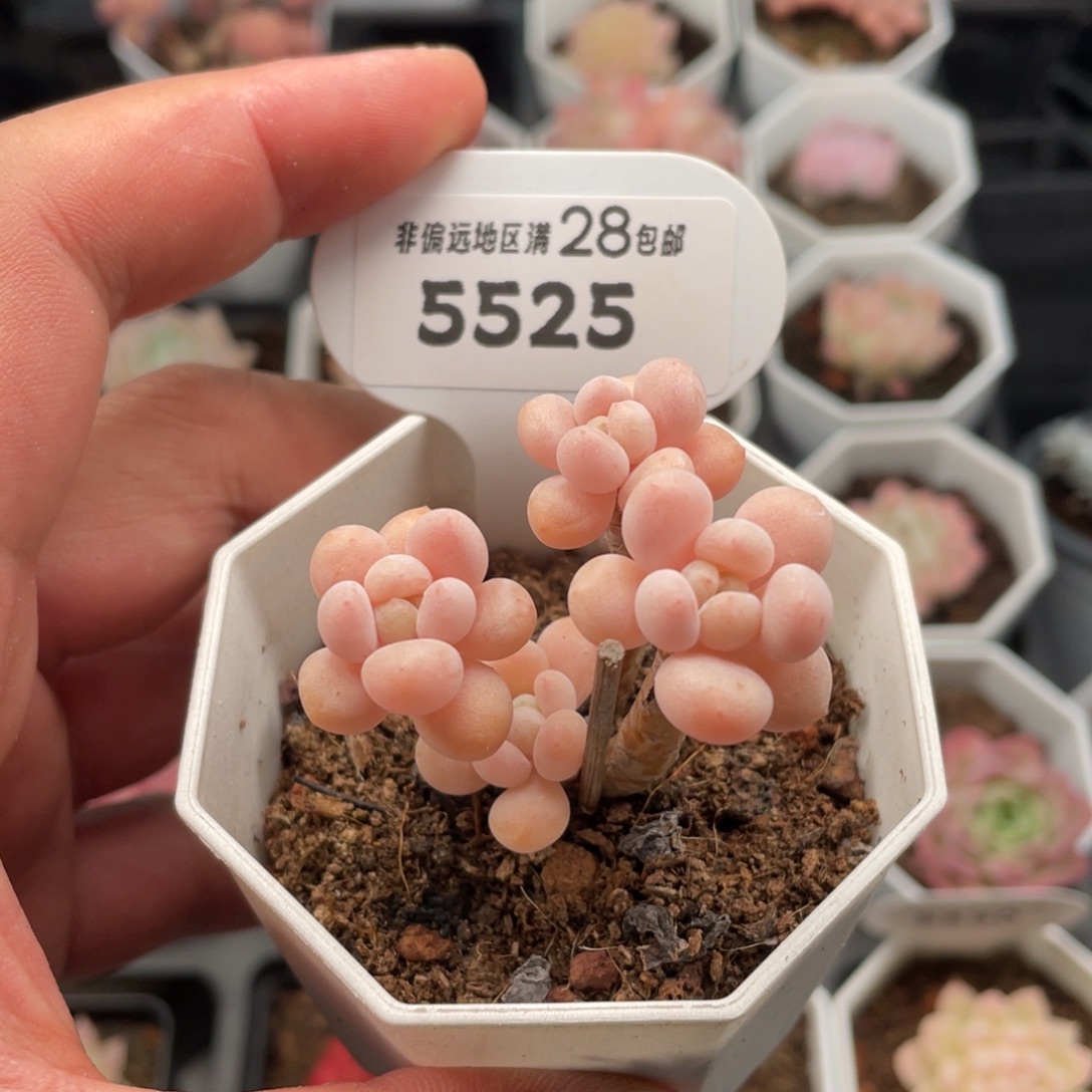 鱼子酱5525-4.5厘米