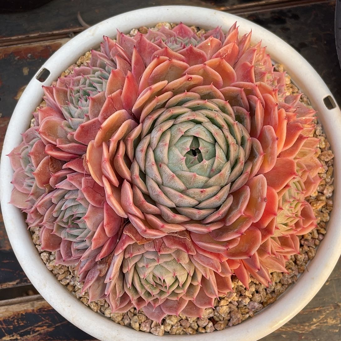 多肉植物一物一拍