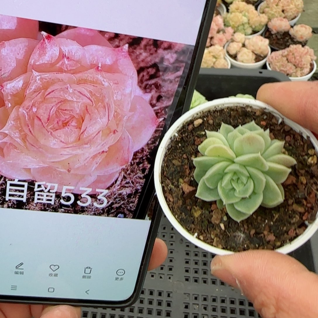 【闪购商品】0306-116（自留533）