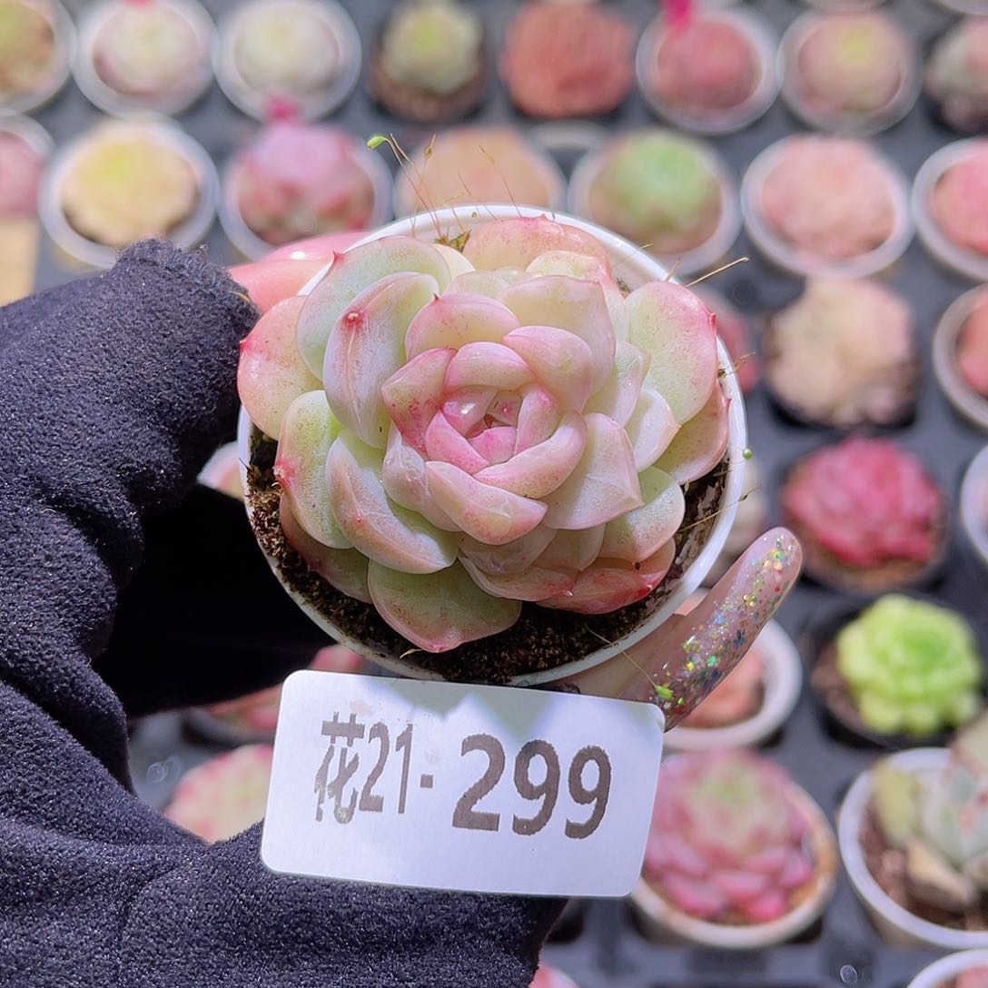 花利美21-299新品