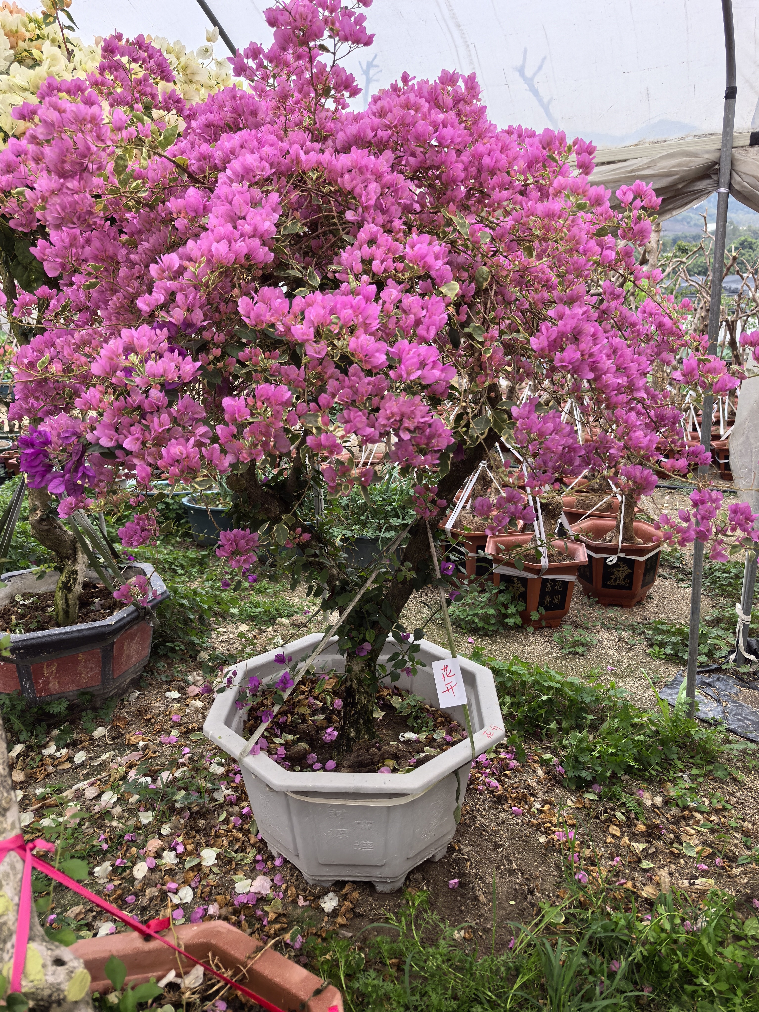 馨馨|闲情|三角梅一物一拍多品种多花色好养护易爆花庭院风盆栽