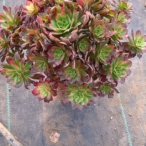 983安娜多肉植物