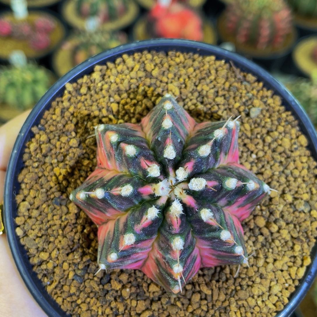 米哈星球00000000000012