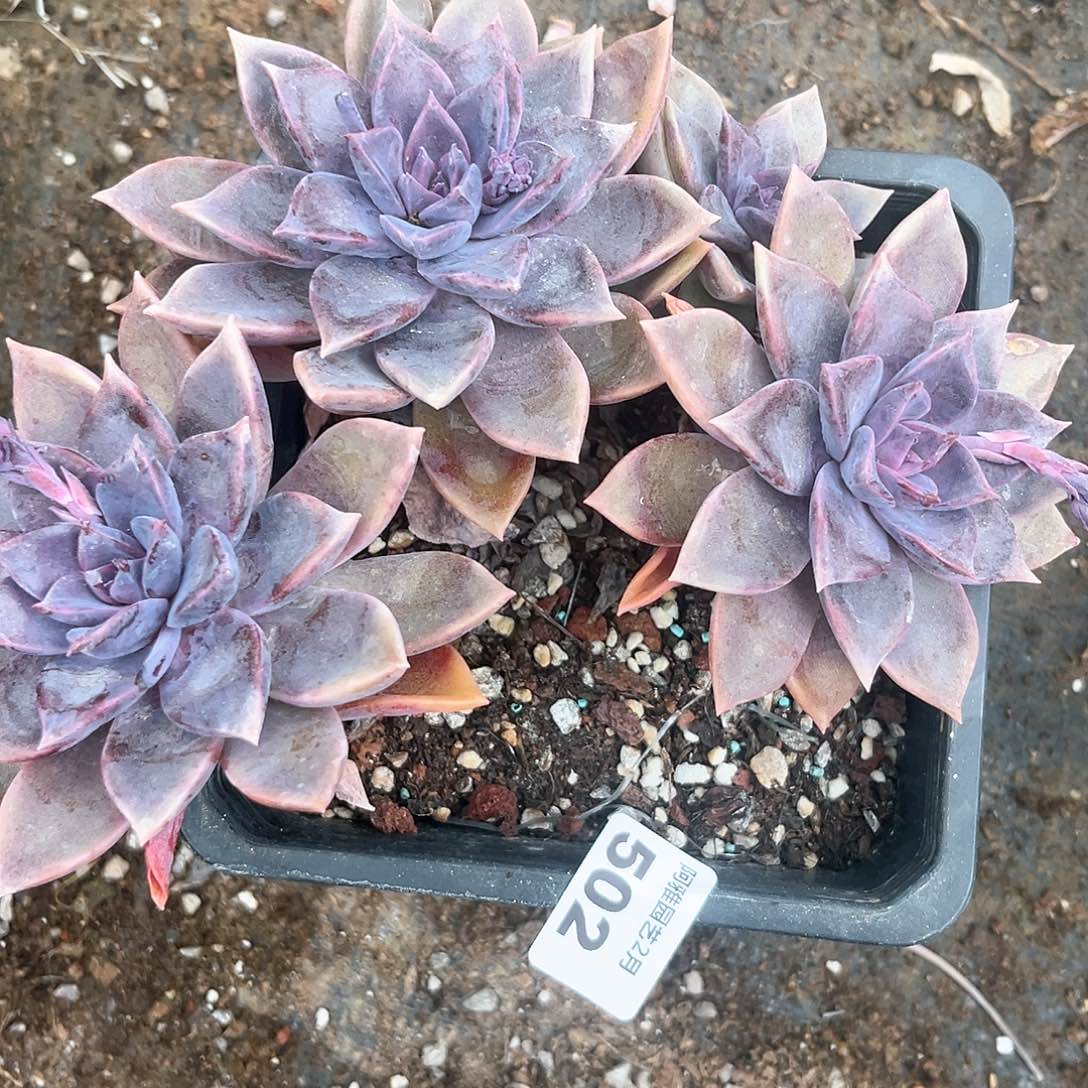 阿雅园艺。       502