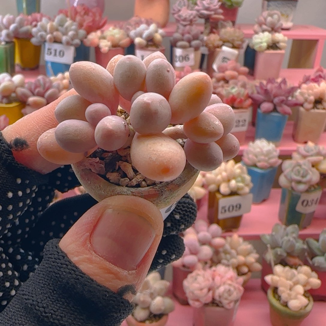 汤圆奶436 ，带盆土发货，满38包邮非偏远。