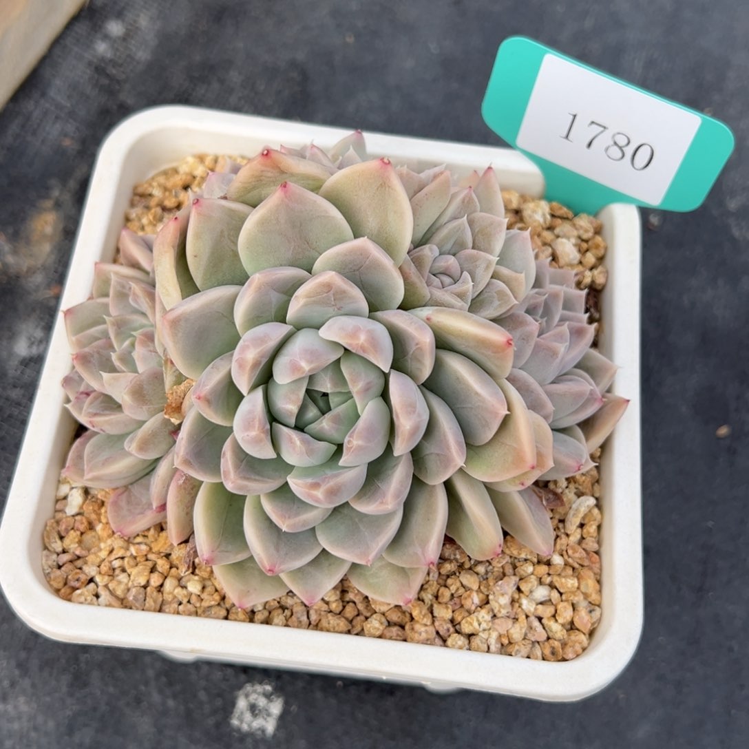 叮**剧1780多肉多多多多多